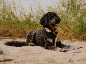 Handgemachte Leine mit Jagdhaken (Modell Scharbeutz) aus Tau und Biothane in flieder und orange von LUI Dogstuff