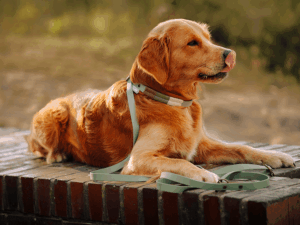 Handgemachte Retrieverleine (Modell Scharbeutz) aus Biothane in mint von LUI Dogstuff