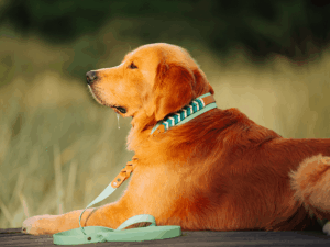 Handgemachte Leine mit Jagdhaken (Modell Grömitz) aus Biothane in mint und braun von LUI Dogstuff