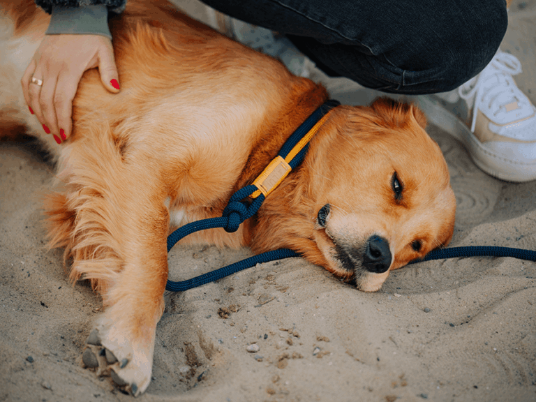 Handgemachte Moxonleine (Modell Kalifornien) aus Tau in blau von LUI Dogstuff