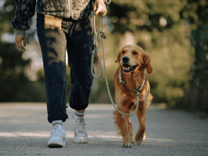 Handgemachte Retrieverleine (Modell Kalifornien) aus Tau in hellgrün von LUI Dogstuff