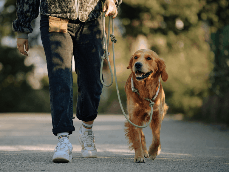 Handgemachte Retrieverleine (Modell Kalifornien) aus Tau in hellgrün von LUI Dogstuff