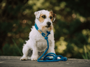 Handgemachte Retrieverleine aus Tau (Modell Kappeln) in blau von LUI Dogstuff