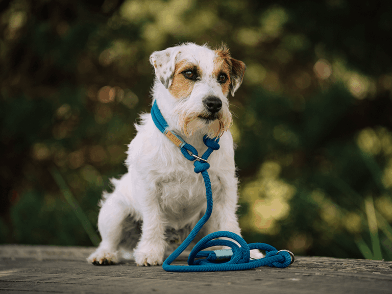 Handgemachte Retrieverleine aus Tau (Modell Kappeln) in blau von LUI Dogstuff