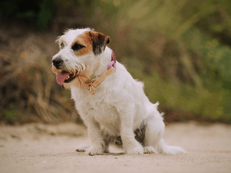 Handgemachtes Tauhalsband (Modell Rügen) mit Biothane Adapter in rosa von LUI Dogstuff