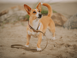 Handgemachte Moxonleine aus Biothane (Modell Grömitz) in khaki, rot und weiß von LUI Dogstuff