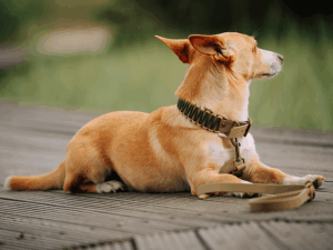 Handgemachtes geknotetes Halsband aus Biothane (Modell Oldenburg) in khaki und oliv von LUI Dogstuff