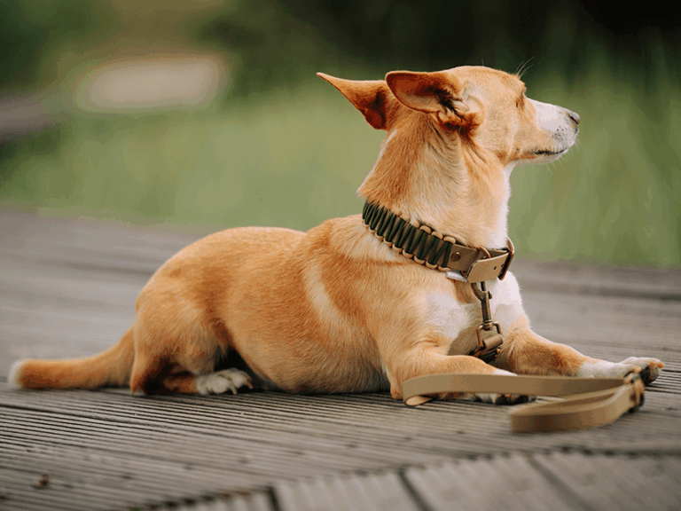 Handgemachtes geknotetes Halsband aus Biothane (Modell Oldenburg) in khaki und oliv von LUI Dogstuff