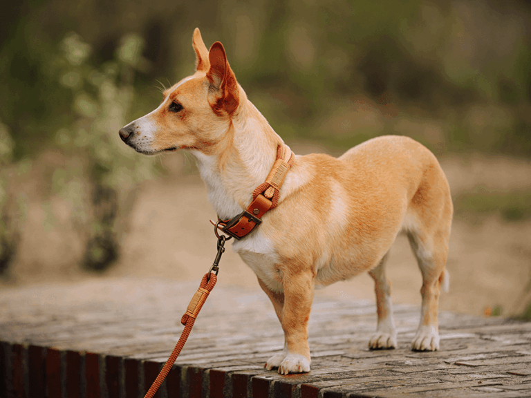 Handgemachtes Halsband aus Tau (Modell Kรผhlungsborn) in kupfer von LUI Dogstuff