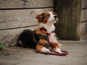 Handgemachte Moxonleine aus Tau (Modell Kappeln) in aubergine von LUI Dogstuff