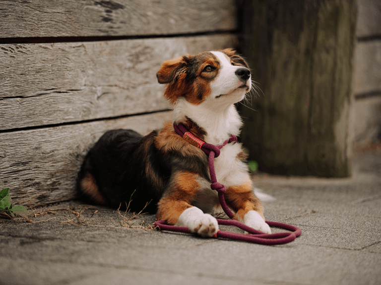 Handgemachte Moxonleine aus Tau (Modell Kappeln) in aubergine von LUI Dogstuff