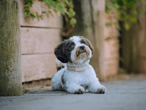 Handgemachtes Halsband aus Biothane mit Fischgrätenmuster (Modell Grömitz) in creme von LUI Dogstuff
