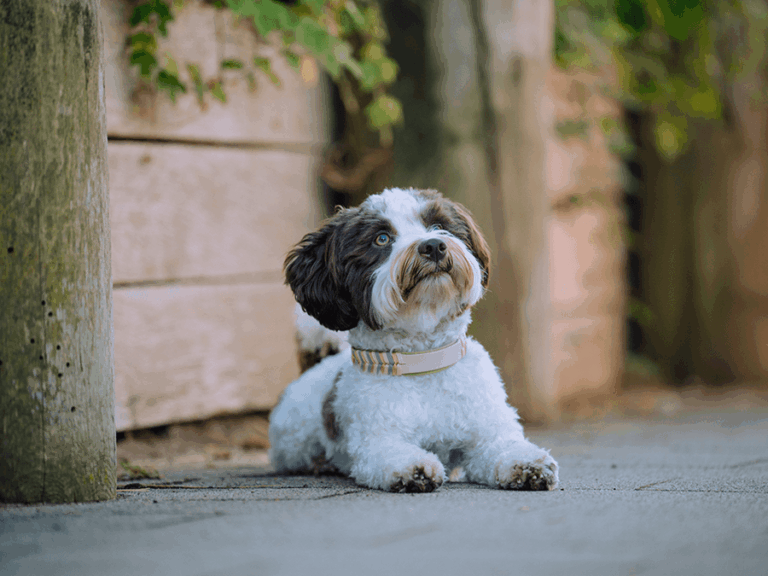 Handgemachtes Halsband aus Biothane mit Fischgrätenmuster (Modell Grömitz) in creme von LUI Dogstuff