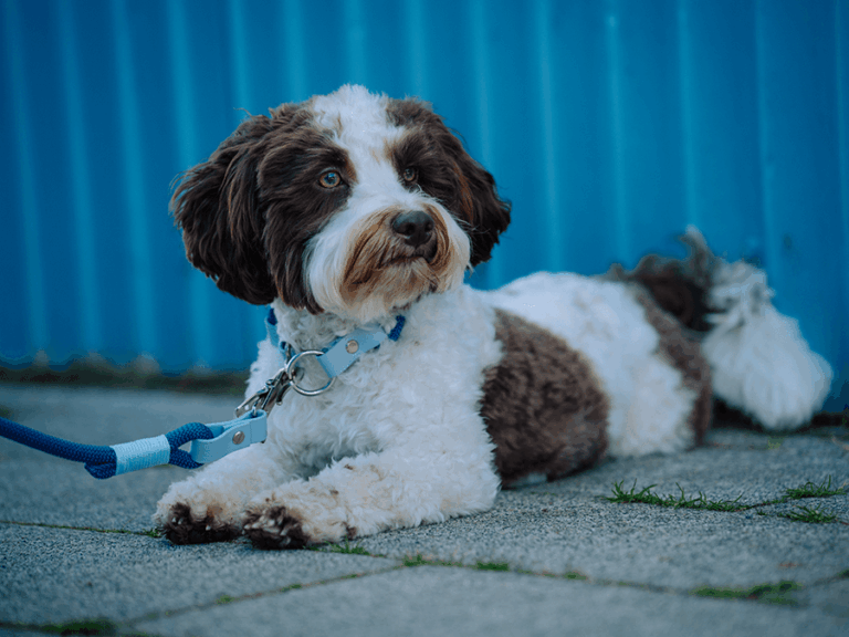 Handgemachte Leine mit Jagdhaken aus Tau (Modell Rügen) in blau von LUI Dogstuff